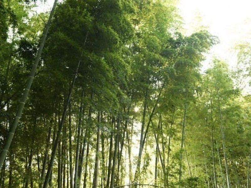 眞福寺