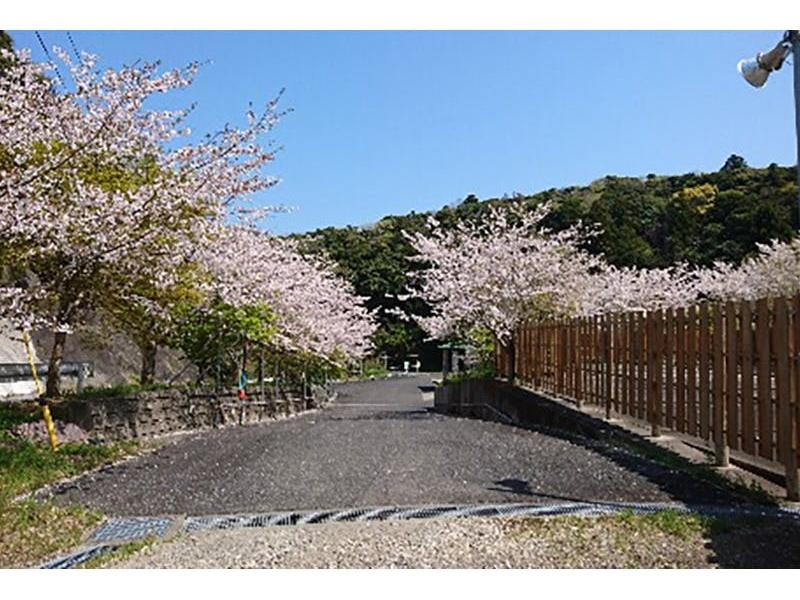 春には園内に桜が咲き誇ります