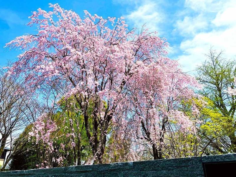 前橋そらにわ墓苑(樹木葬)