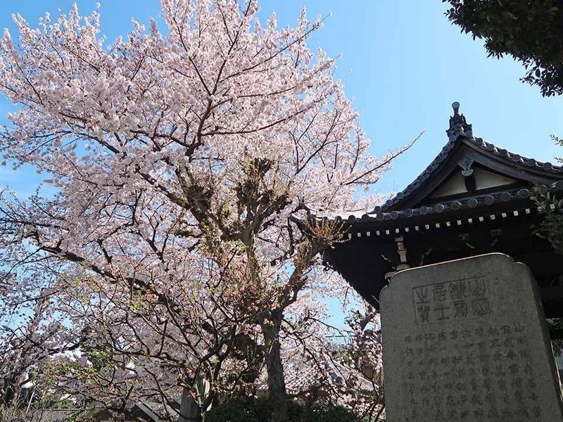 春の境内風景