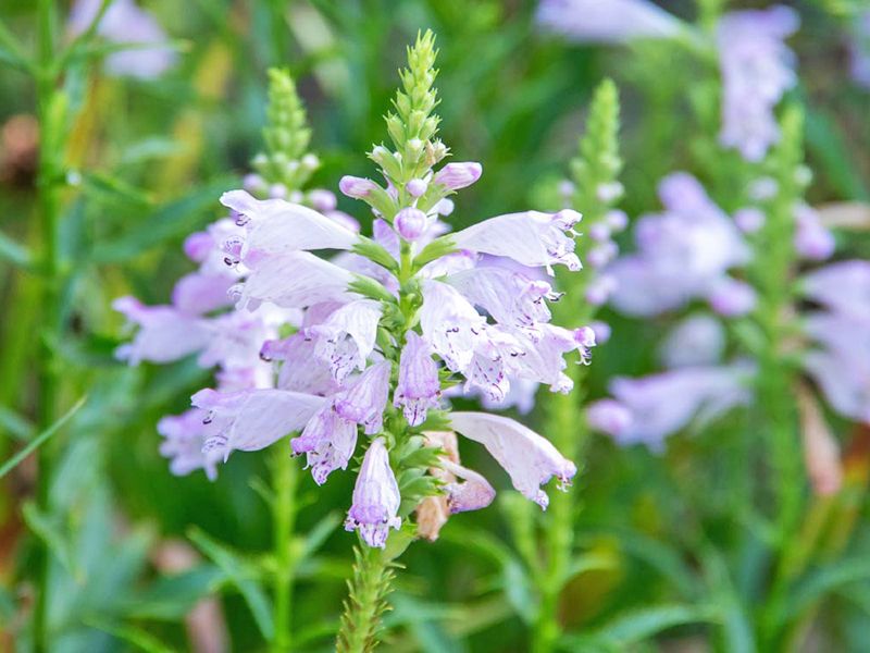 薄紫の花の接写