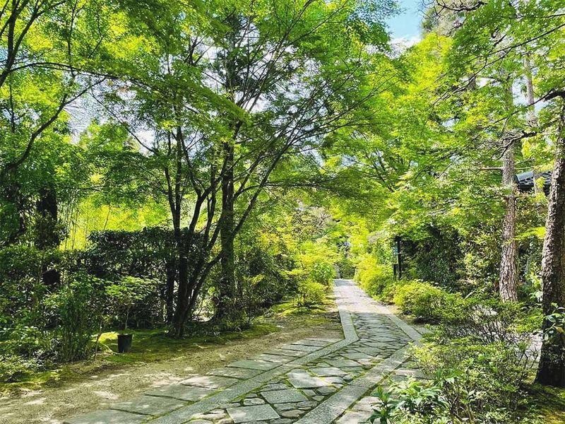新緑美しい墓参道