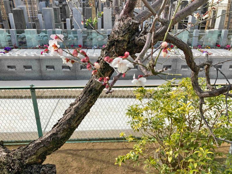日宗寺樹木葬「新宿Alberi-アルベリ-」