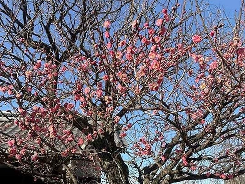 宝性寺 アーバン熊谷籠原樹木葬墓地