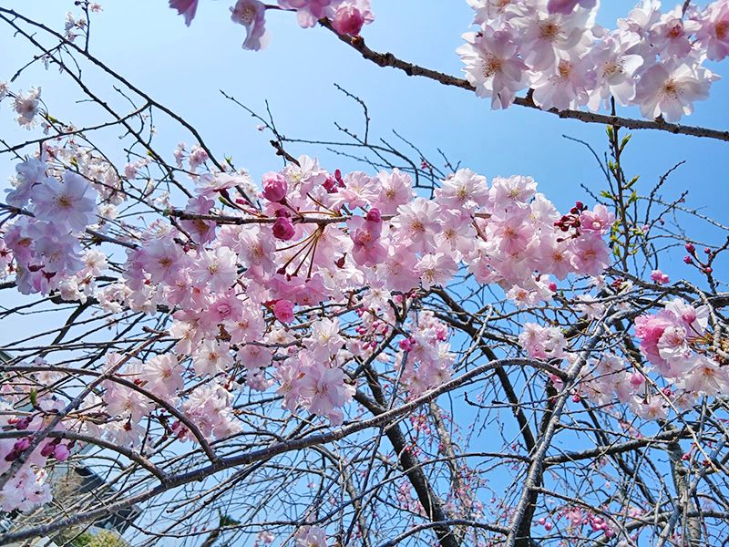 宝性寺 アーバン熊谷籠原樹木葬墓地