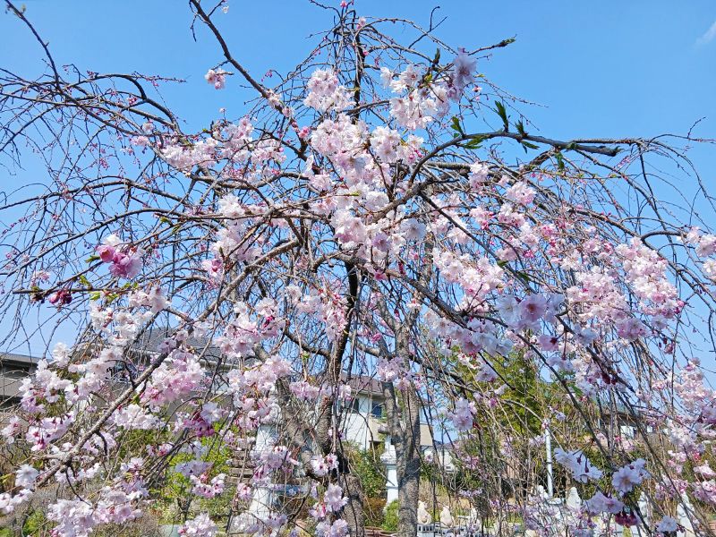 宝性寺 アーバン熊谷籠原樹木葬墓地