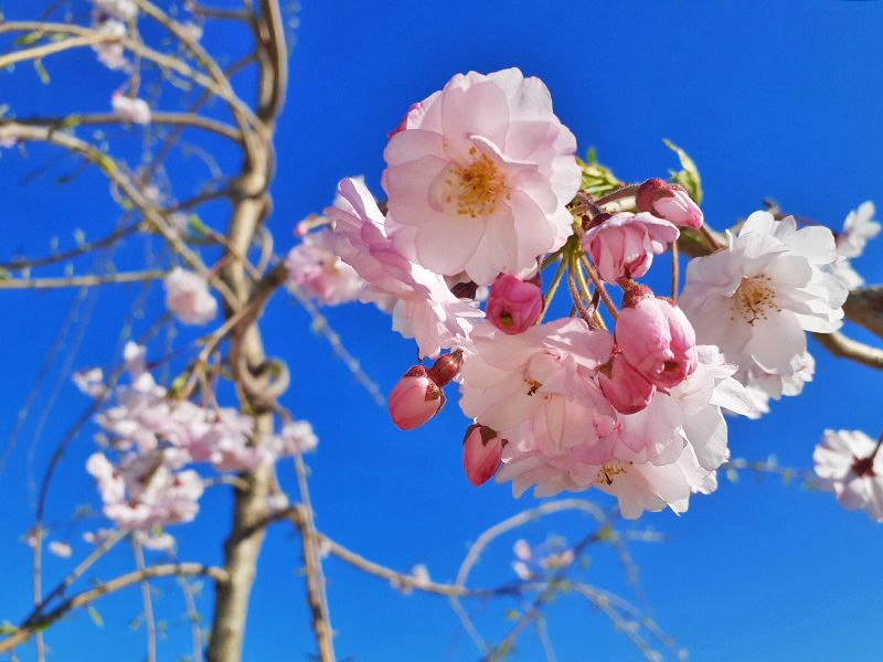 メモリーガーデンさくらの園霊園