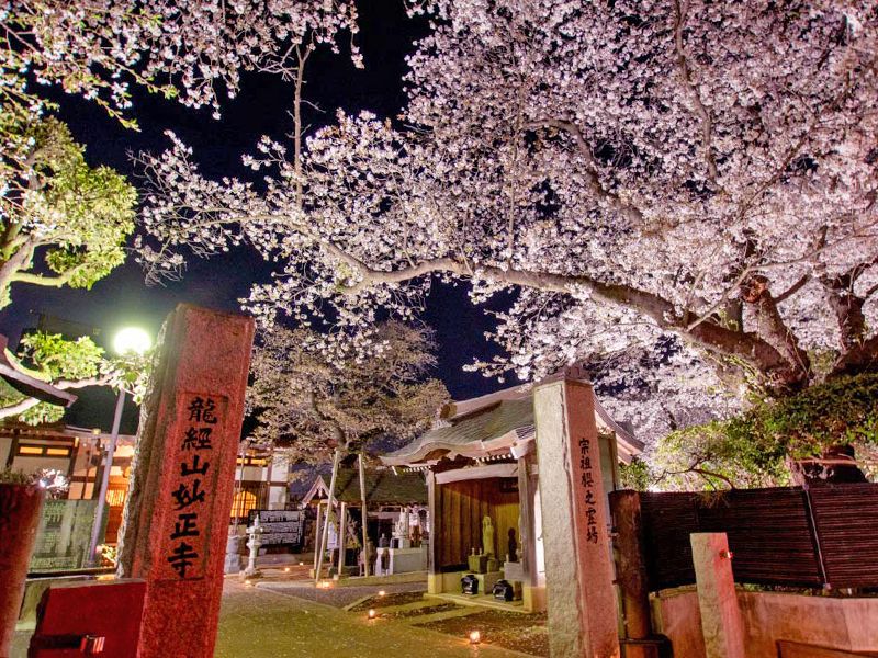 桜のある寺院入口