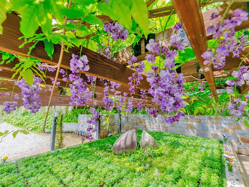 藤と桜のガーデン：年中咲いており、お参りのたびにその時の四季のお花がお迎えいたします