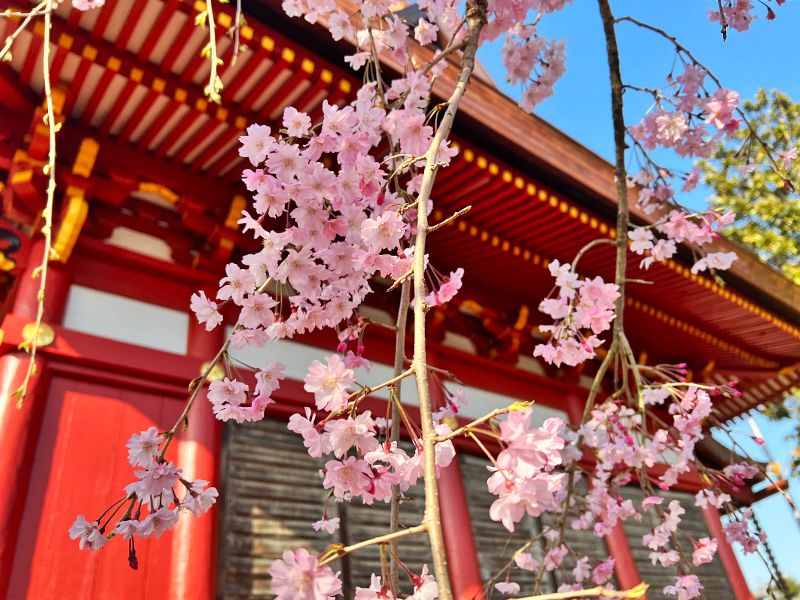 寺院に咲く花々