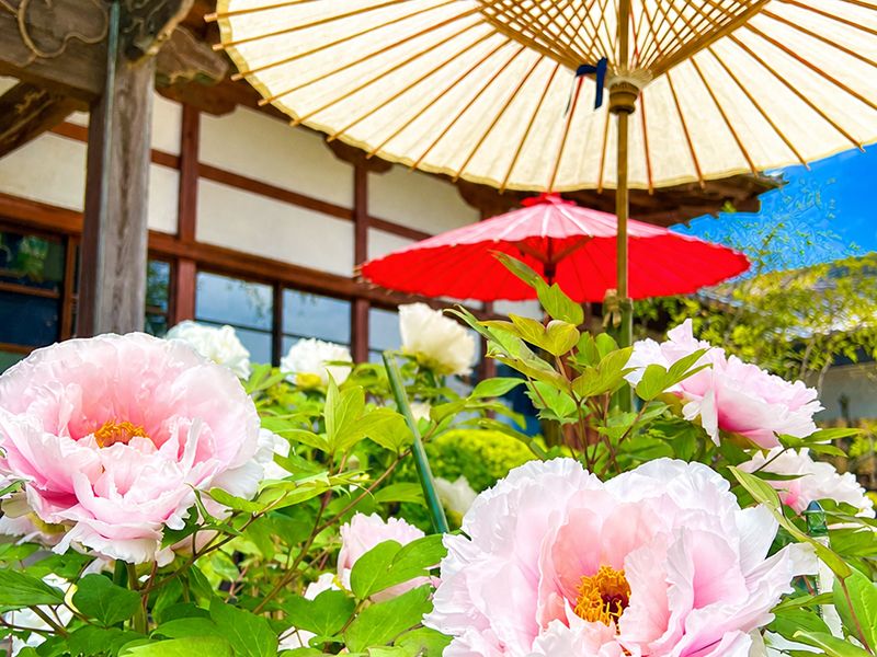 寺院に咲く花々