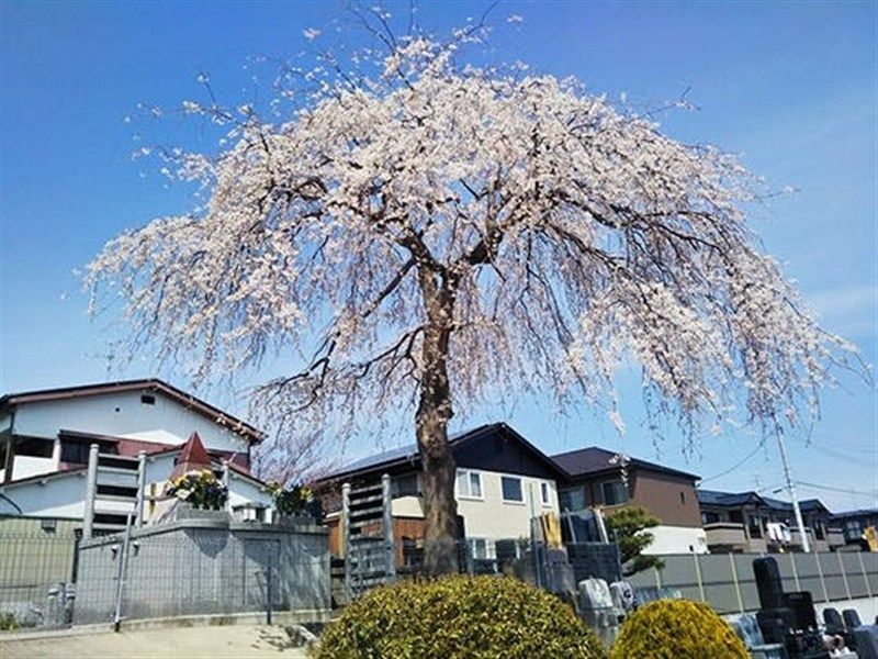 宮城野の杜 共有墓 合葬墓