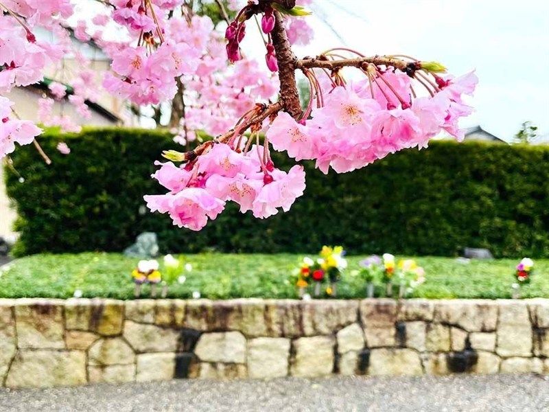 枝垂れ桜から眺める樹木葬墓苑