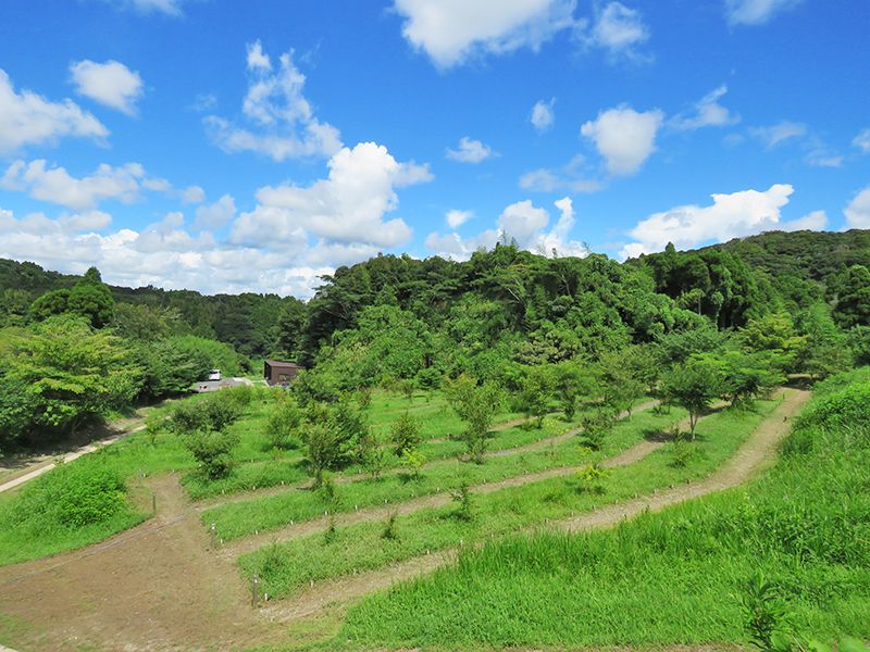森の墓苑　自生している樹木を植える個別墓