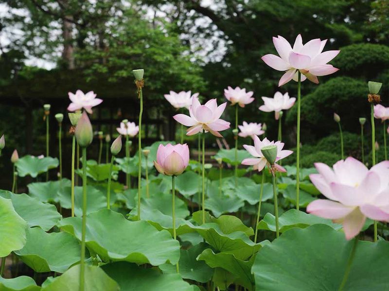 境内の蓮