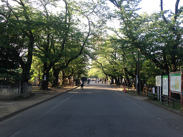 都立 谷中霊園　園路えお覆う木々