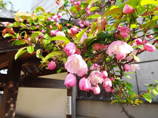 谷中フラワージュ