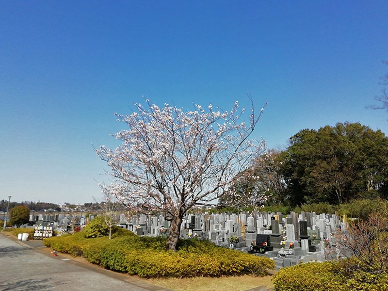 柏湖南聖地公苑　苑内にある桜の木
