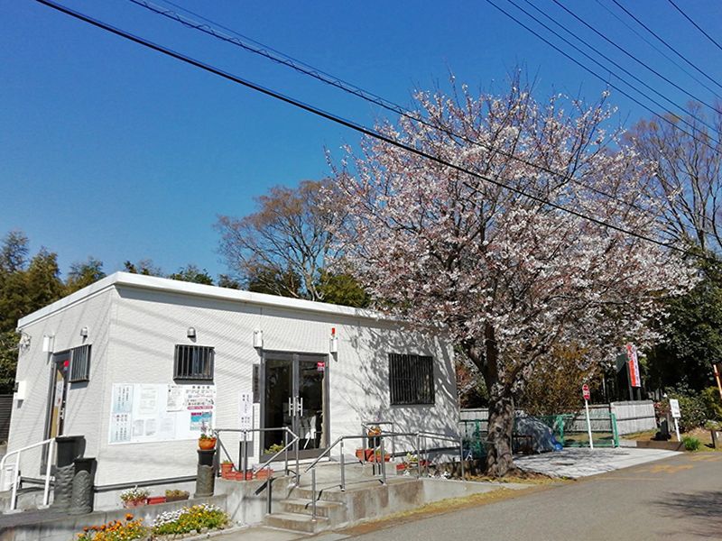 柏湖南聖地公苑　桜を楽しめる苑内