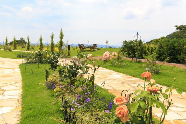 ふれあいの杜 天空　参道に咲く花