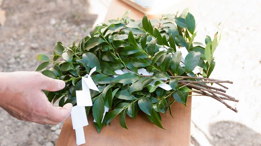 玉串を持つ両手