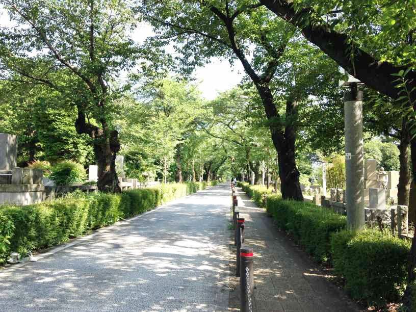 青山霊園9