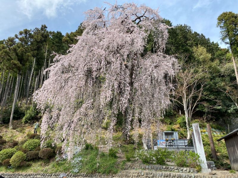 梅岩寺 青梅クラウドガーデン
