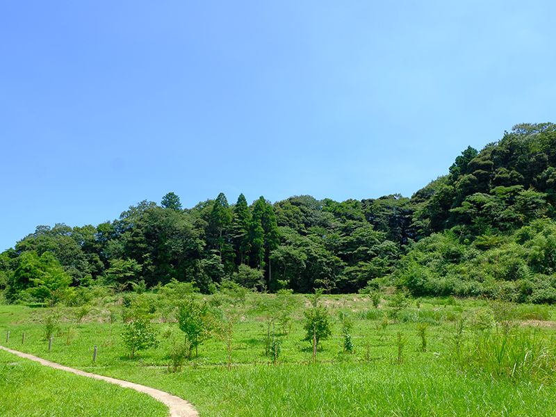 森の墓苑　自生している樹木を植える個別墓