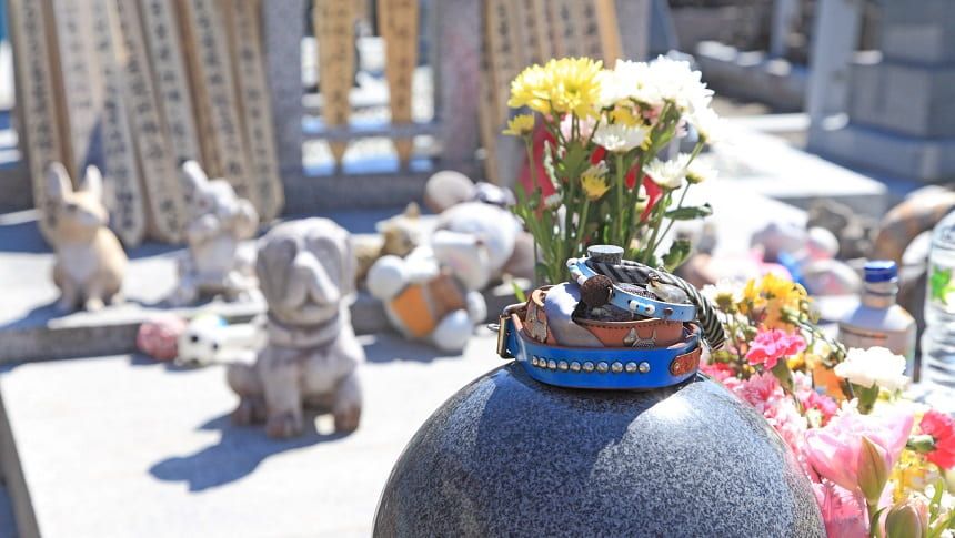 墓地に置かれている首輪が重ねられた骨壷