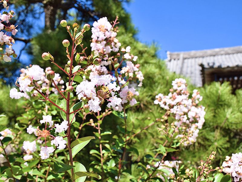 船橋霊苑 正延寺