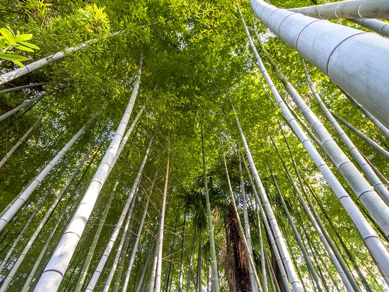 相頓寺墓苑