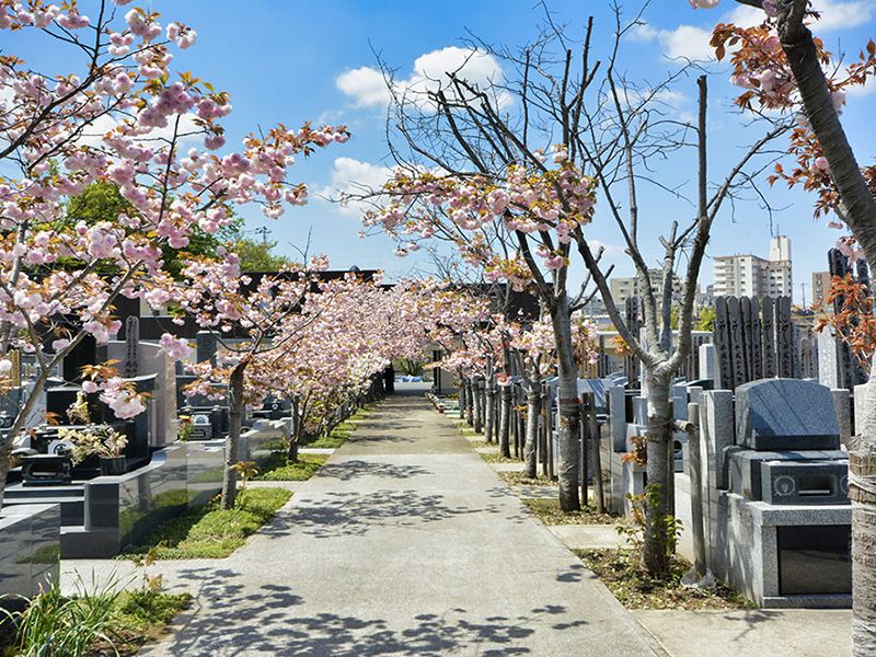 桜の美しいメイン参道