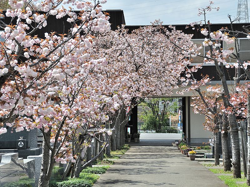 八重桜が美しく咲き誇ります