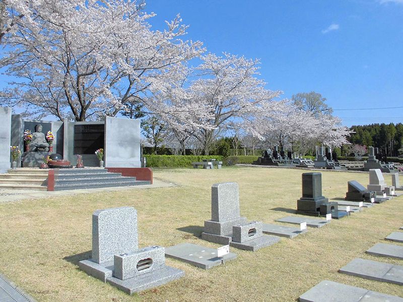 春は桜が咲き誇ります