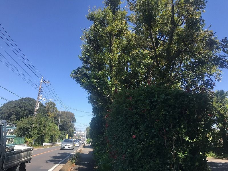 メモリアルパーク川口山王 周辺道路