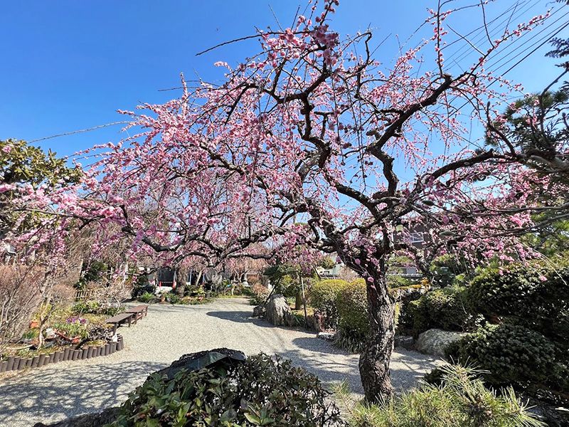 東学寺 のうこつぼ