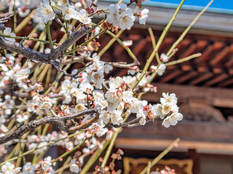 大信寺墓苑 永代供養墓・樹木葬