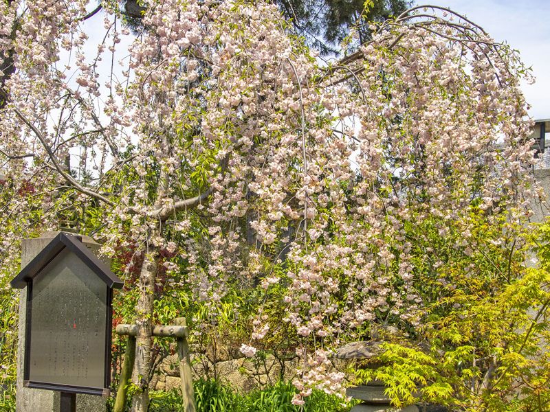 花木と庭園の景色