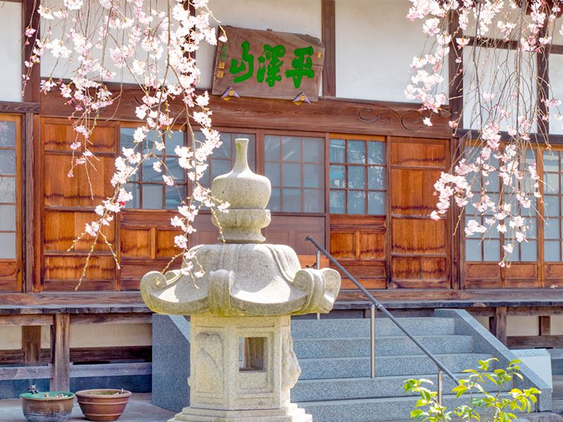 桜と石灯籠の本堂外観