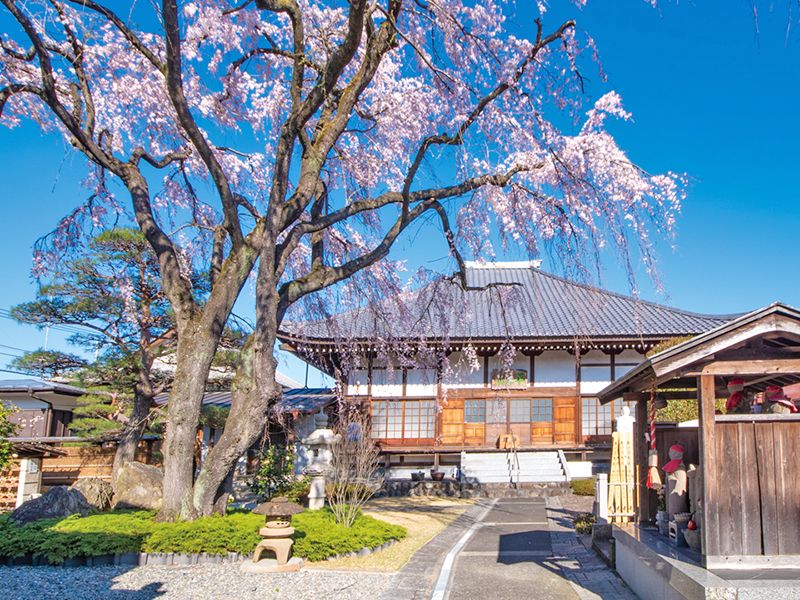桜のある本堂外観