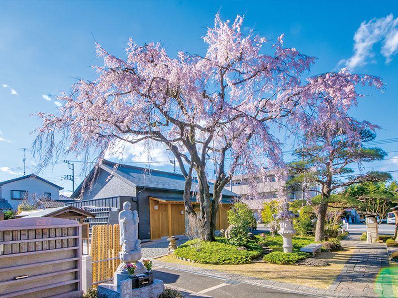 桜のある寺院入口