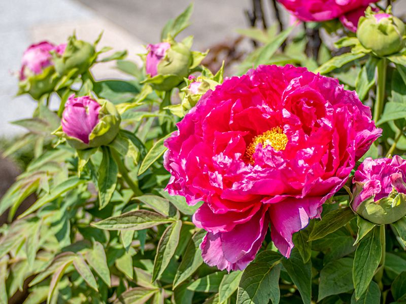 眞乗寺東墓地 永代供養墓・樹木葬