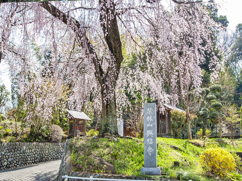 興福寺墓苑 永代供養墓・樹木葬