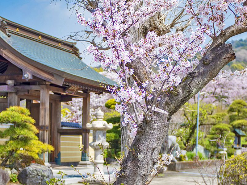桜が咲く本堂外観