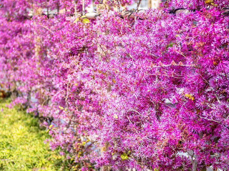 満開の桃色の花木