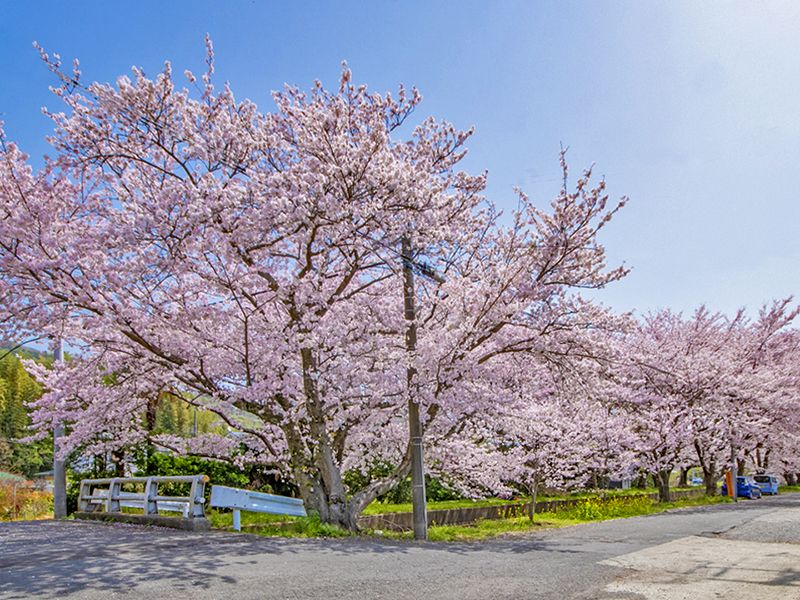 桜並木の境内風景