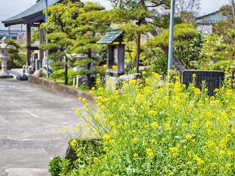 花壇沿いの寺院入口