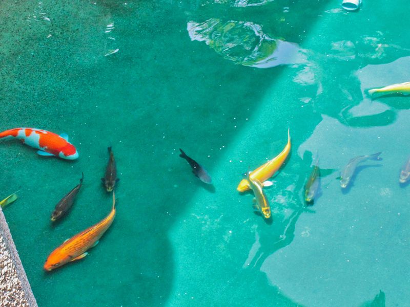 妙善寺墓苑 永代供養墓