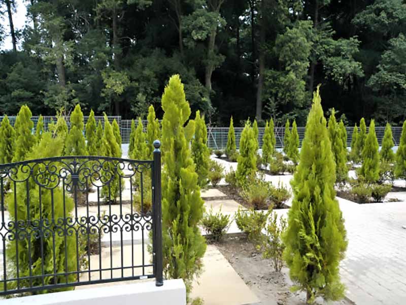 フォレスト所沢　手入れの行き届いた植栽