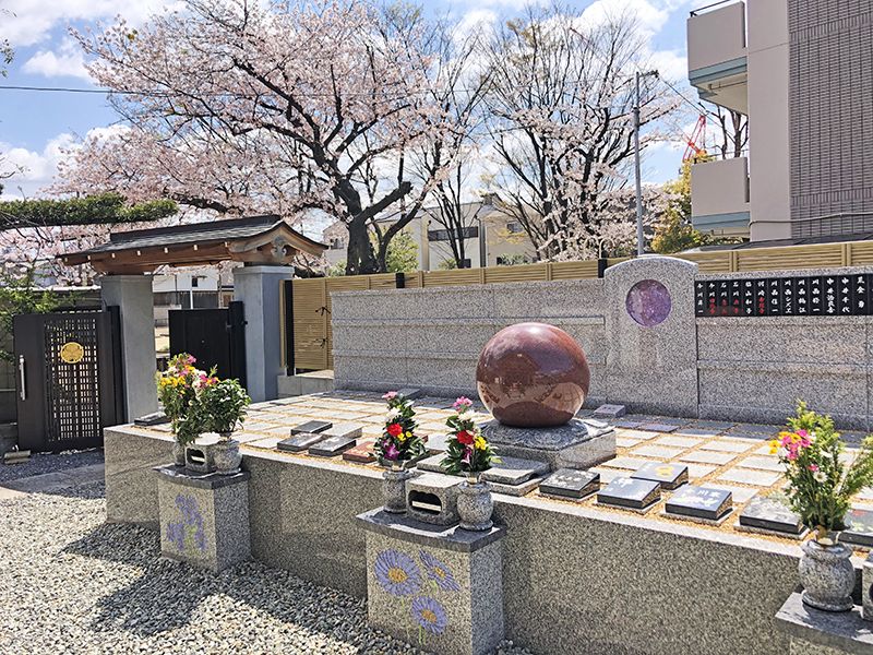新高の紫苑